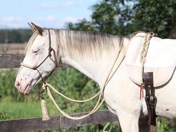 Natural Hackamore - Basic