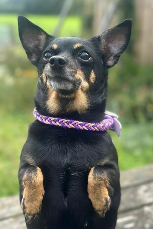 Honden halsband &#039;Cherokee&#039; 